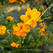 Yellow Cosmos Seeds