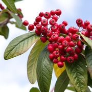 Brown Cotoneaster Seeds, Herbal