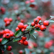 Brown Cotoneaster Seeds, Herbal