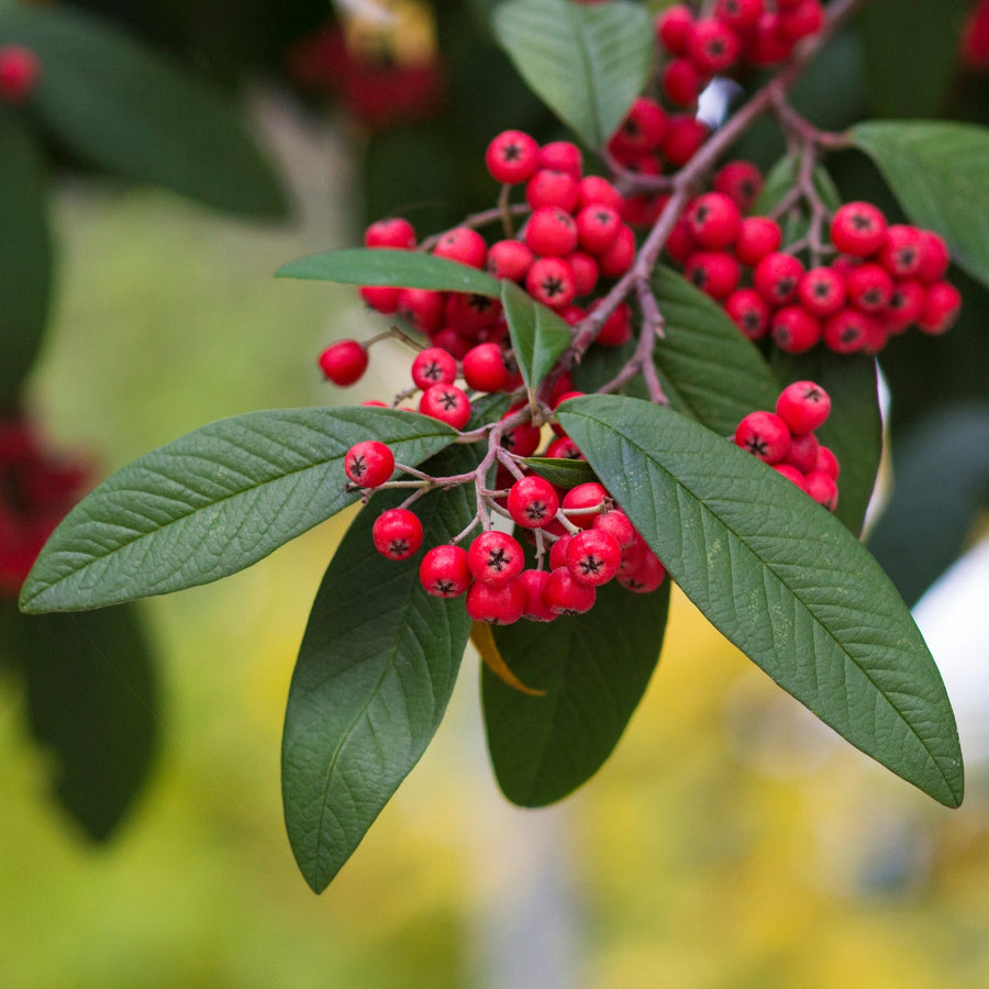 Brown Cotoneaster Seeds, Herbal