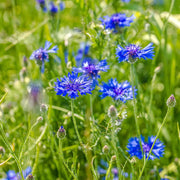 Cornflower Seeds – Centaurea cyanus