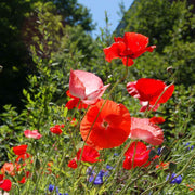 Floral Seeds, Papaver rhoeas