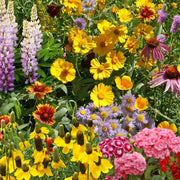 Wildflower Seeds – Mixed Annual & Perennial Species