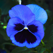 Pansy Seeds – Viola × wittrockiana