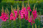 Snapdragon Seeds – Antirrhinum majus