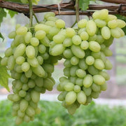 Cotton Candy Grape Seeds - Fruit Plant