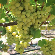 Cotton Candy Grape Seeds - Fruit Plant
