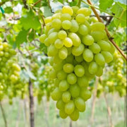 Cotton Candy Grape Seeds - Fruit Plant