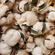 Sea Island Brown Cotton Seeds