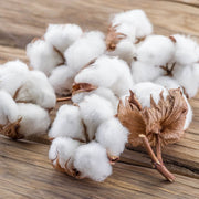 White Cotton Seeds