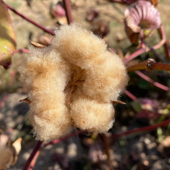 Sea Island Brown Cotton Seeds