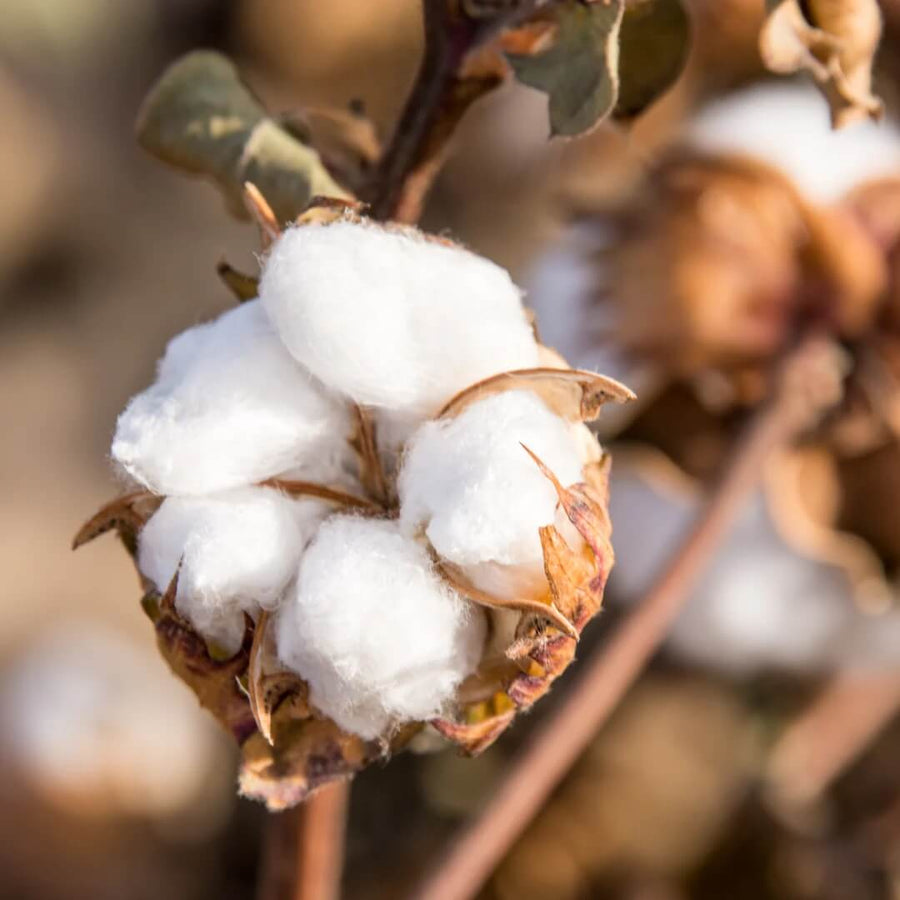 White Cotton Seeds