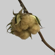Sea Island Brown Cotton Seeds