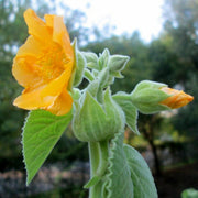 Bala Country Mallow Seeds, Herbal