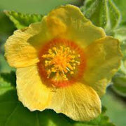 Bala Country Mallow Seeds, Herbal