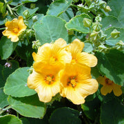 Bala Country Mallow Seeds, Herbal