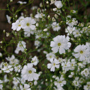 Gypsophila Seeds – Gypsophila elegans