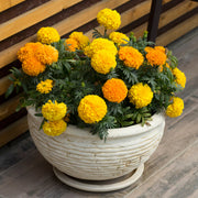 Marigold Seeds – Tagetes spp.