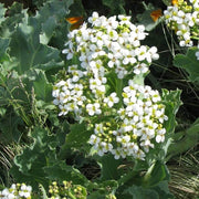 Sea Seeds, Crambe maritima