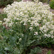 Sea Seeds, Crambe maritima