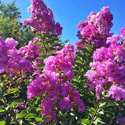 Purple Perennial Crape Myrtle Seeds