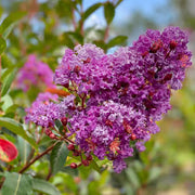 Purple Perennial Crape Myrtle Seeds