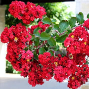 Red Crape Myrtle Seeds
