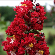 Red Crape Myrtle Seeds
