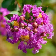 Purple Perennial Crape Myrtle Seeds