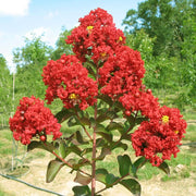 Red Crape Myrtle Seeds