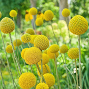 Globosa Craspedia Seeds