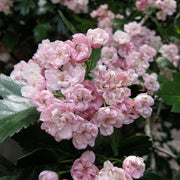 English Hawthorn Seeds