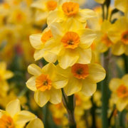 Cream Orange Daffodil Seeds - Flower Plant