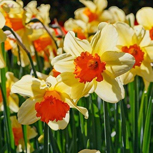 Cream Orange Daffodil Seeds - Flower Plant