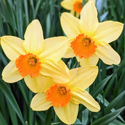 Cream Orange Daffodil Seeds - Flower Plant