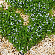 Creeping Ground Cover Seeds