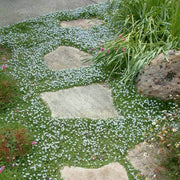 Creeping Ground Cover Seeds