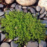 Creeping Herb Seeds - Flower Plant