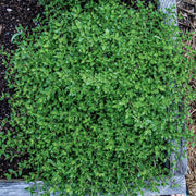 Creeping Herb Seeds - Flower Plant