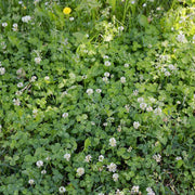 Creeping Seeds