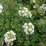 Creeping Herb Seeds - Flower Plant