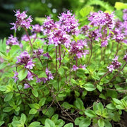 Creeping Herb Seeds - Flower Plant