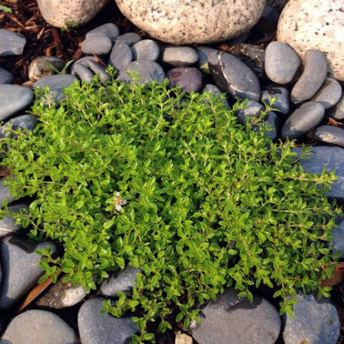 Creeping Seeds