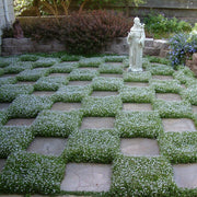 Creeping Lawn Seeds, Creeping Lawn Plants