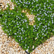 Creeping Lawn Seeds, Creeping Lawn Plants