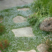 Creeping Lawn Seeds, Creeping Lawn Plants