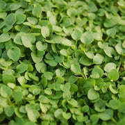 Creeping Mint Seeds - Herbal Seeds