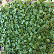 Creeping Mint Seeds - Herbal Seeds