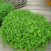 Creeping Mint Seeds - Herbal Seeds