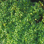 Creeping Mint Seeds - Herbal Seeds
